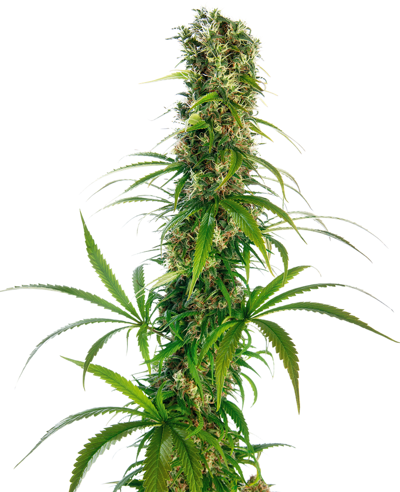 Michka® Feminized